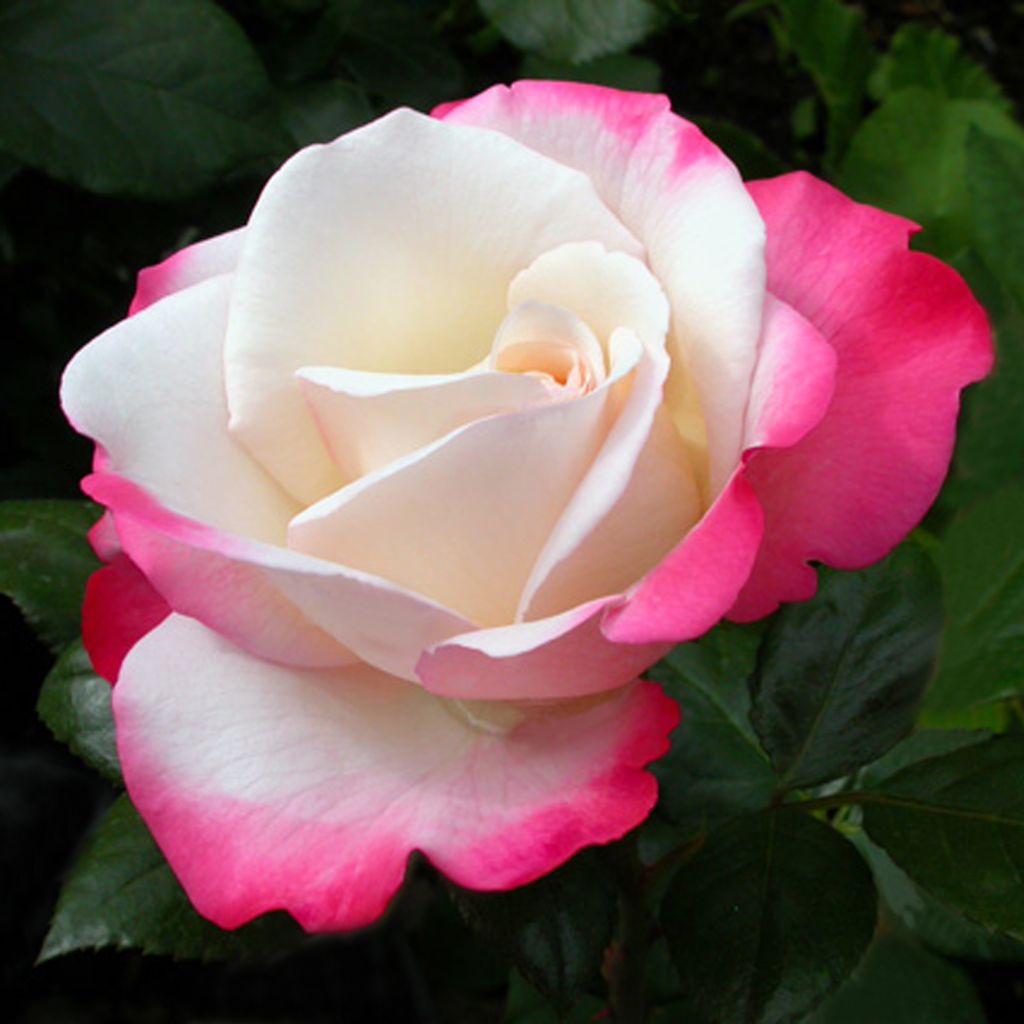 Rosa Nostalgie - Hybrid Tea Rose