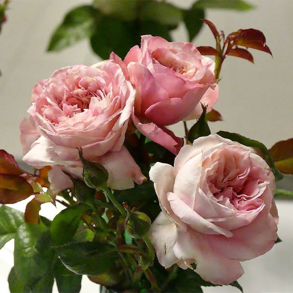 Rosa x floribunda Mascaret