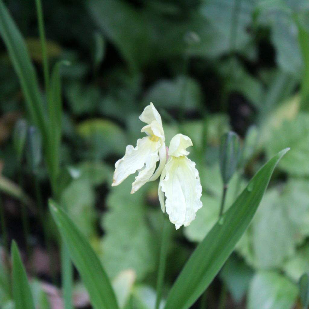 Roscoea cautleyoides