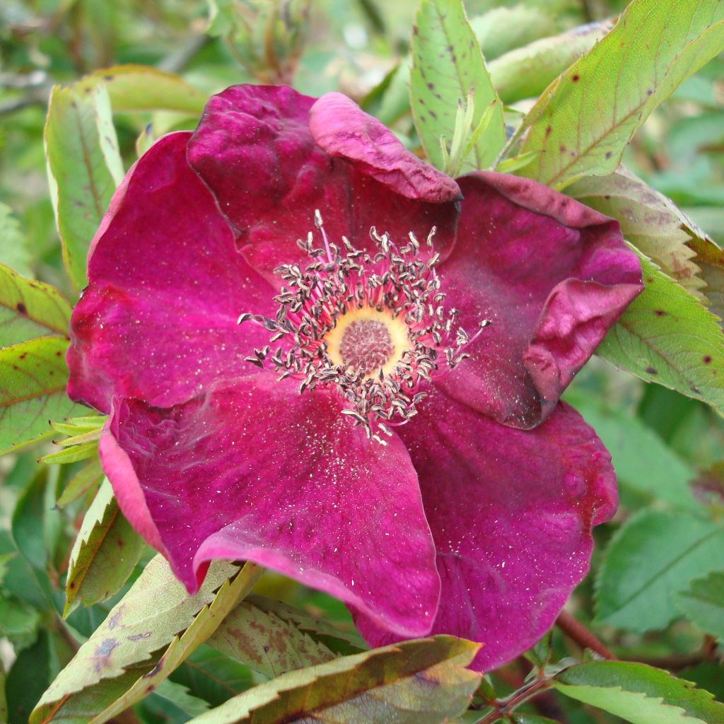 Rosa (x) rugosa Basye's Purple Rose