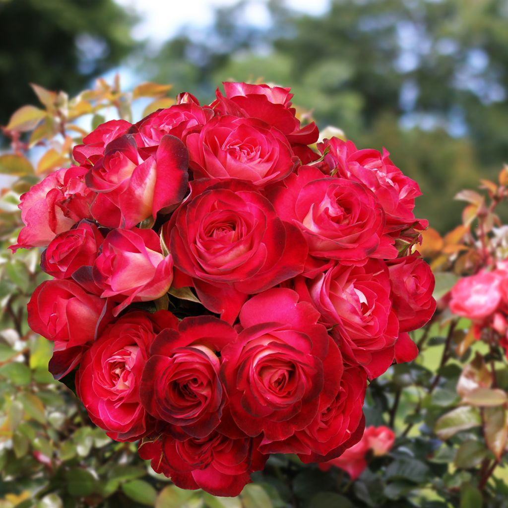 Rosa Chalon en Bourgogne - Floribunda rose