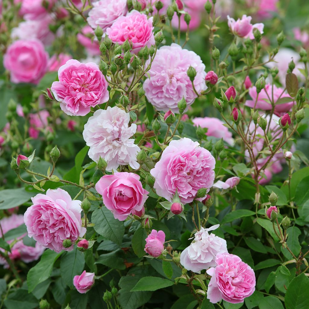 Rosa Harlow Carr - English Shrub Rose