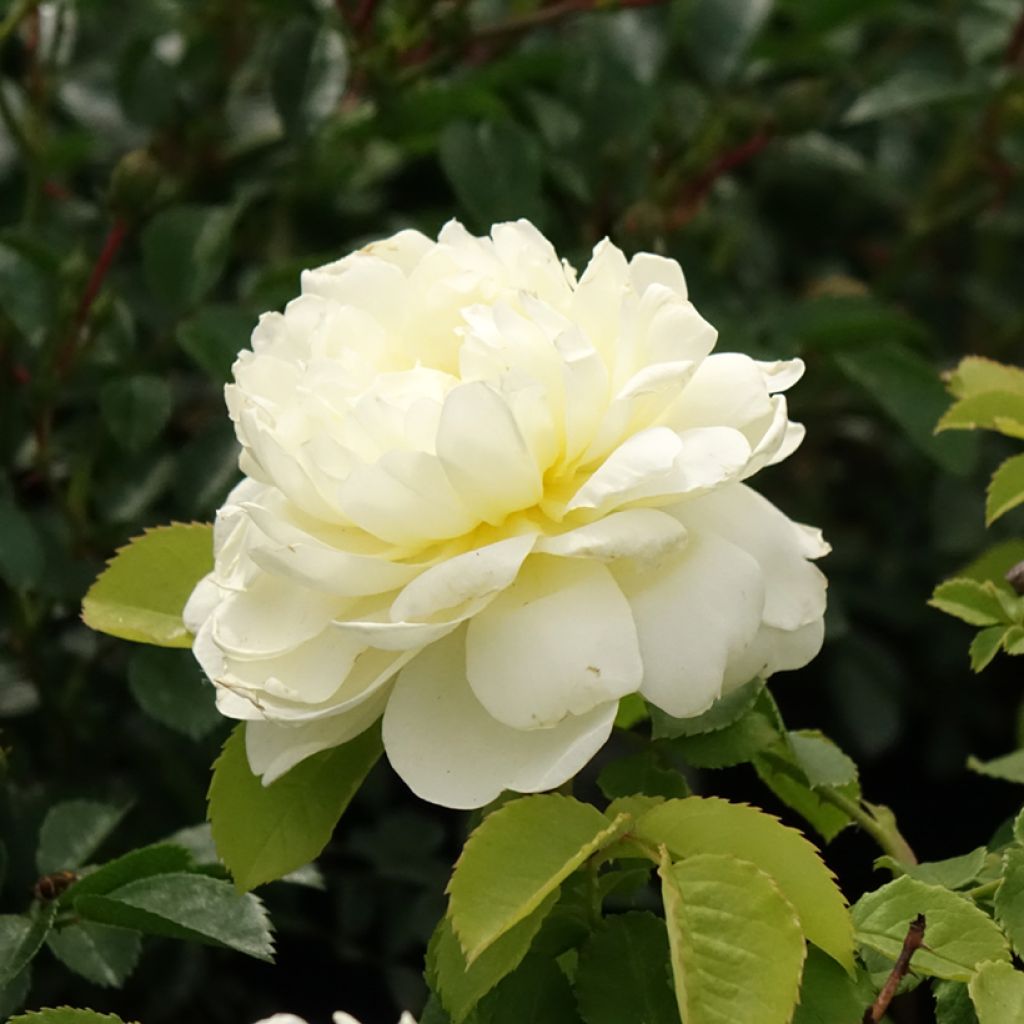 Rosa 'Imogen' - English Rose