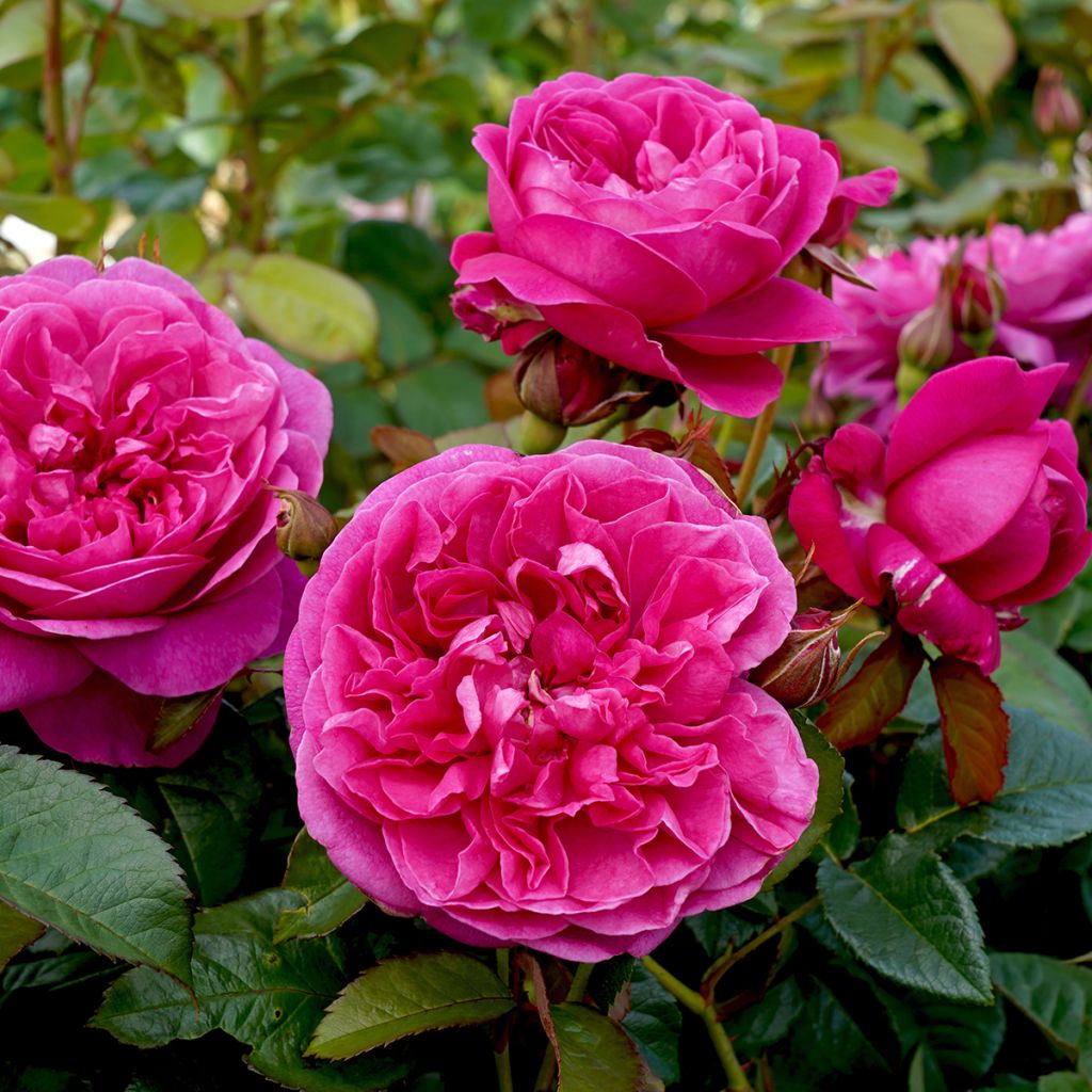 Rosa James L Austin - shrub rose
