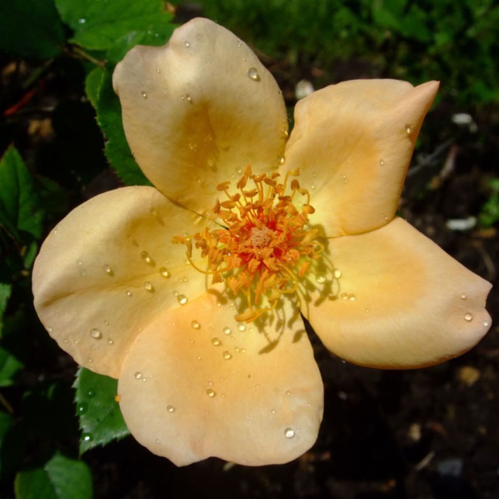Rosa hybride de Thé  Mrs Oakley Fisher 
