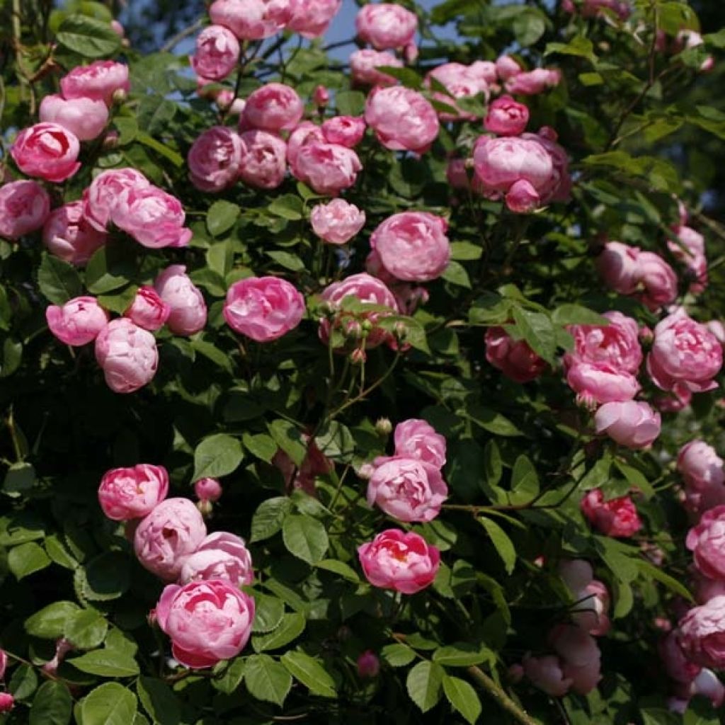 Rosa 'Pink Cloud' - Climbing Rose