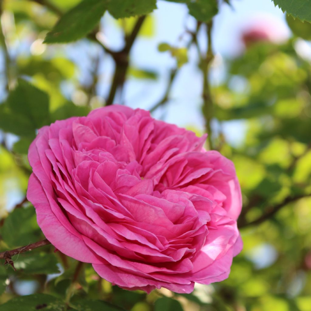 Rosa x rugosa Thérèse Bugnet - Shrub Rose