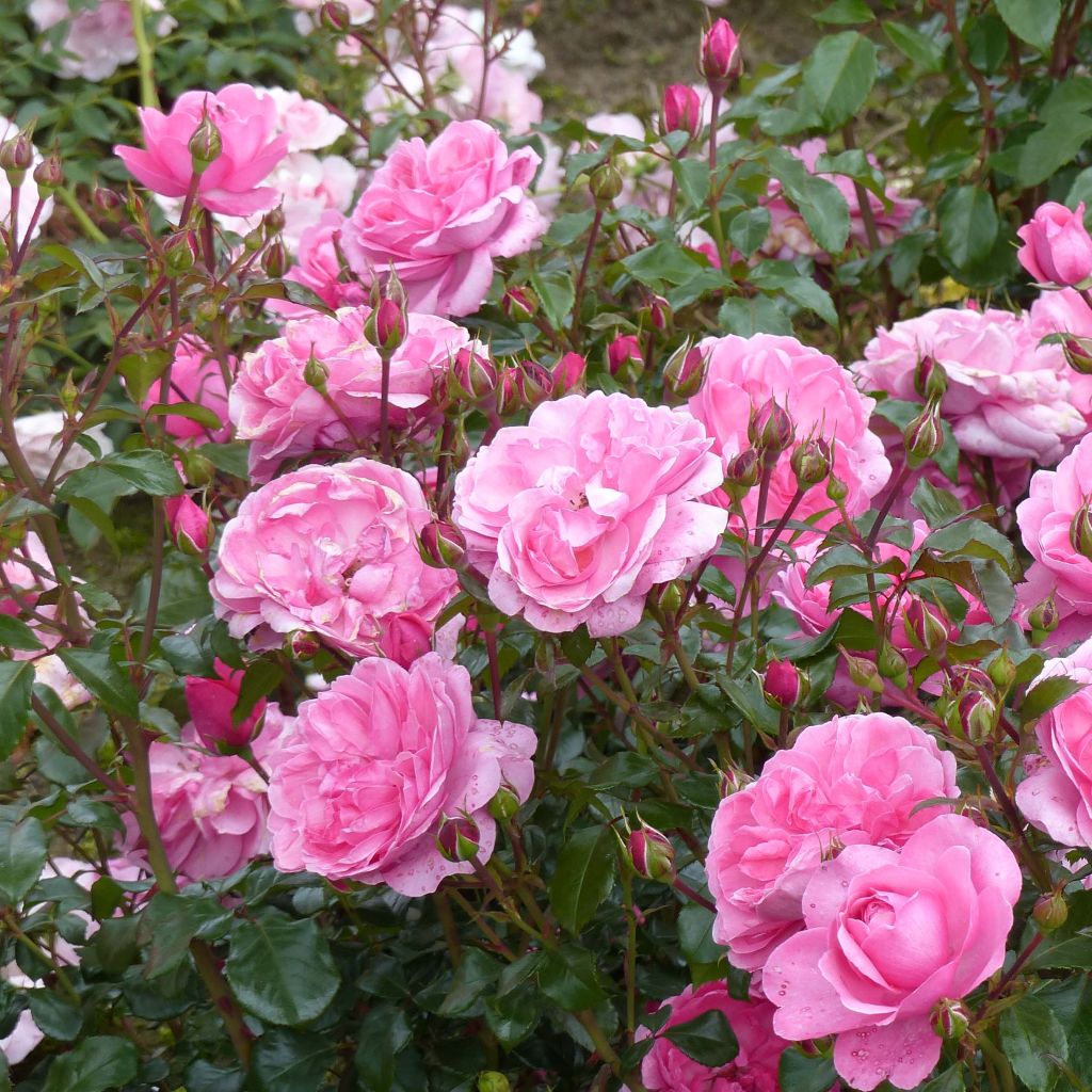 Rosa x floribunda Berleburg 'Poulbella'