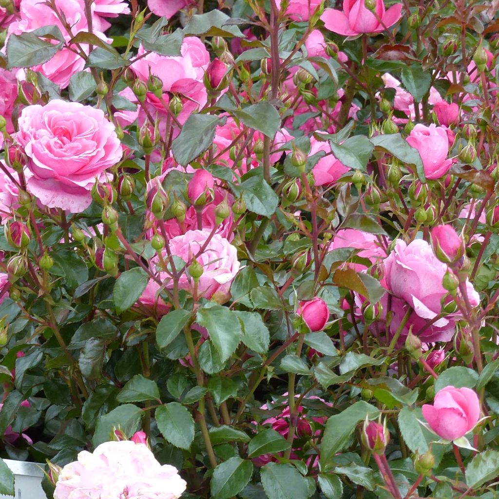 Rosa x floribunda Berleburg 'Poulbella'