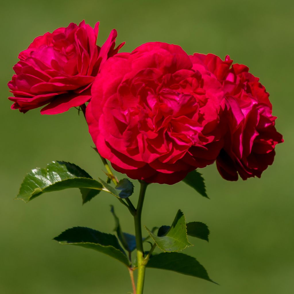 Rosa floribunda Bordeaux