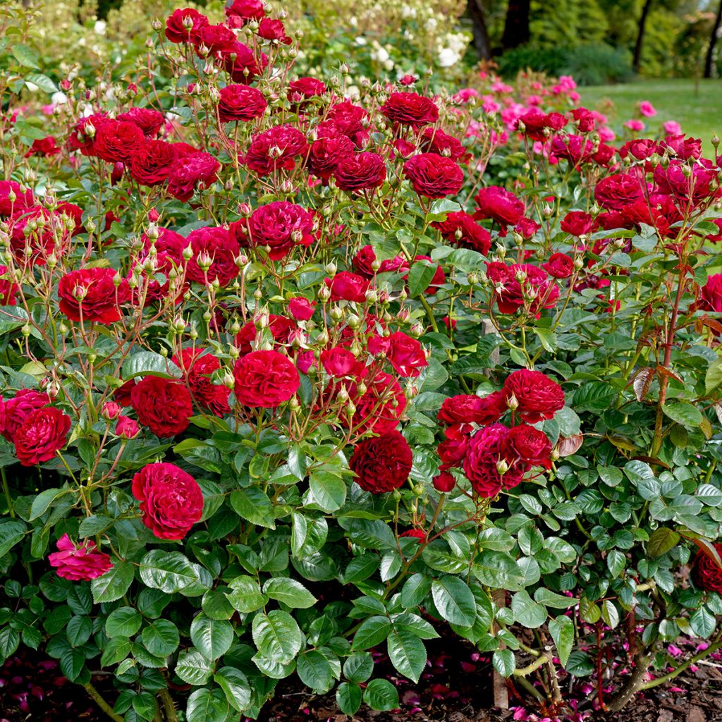 Rosa floribunda Bordeaux