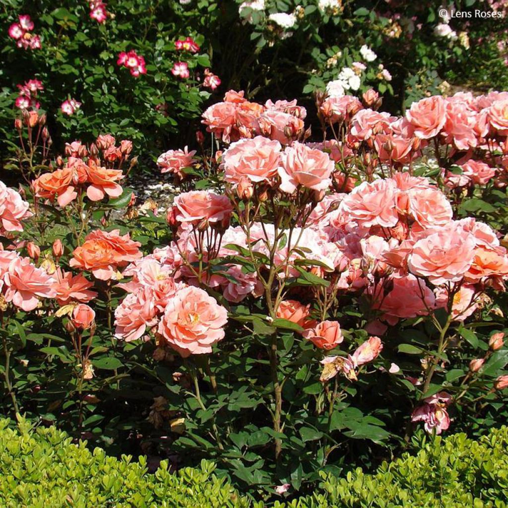 Rosa x floribunda 'Favorite' - Floribunda Rose