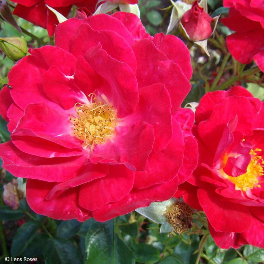 Rosa x floribunda 'Garance' - Shrub Rose