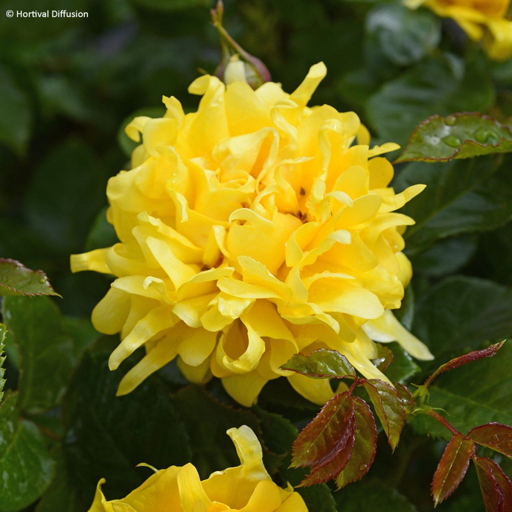 Rosa Golden Lady Ruffles - floribunda rose