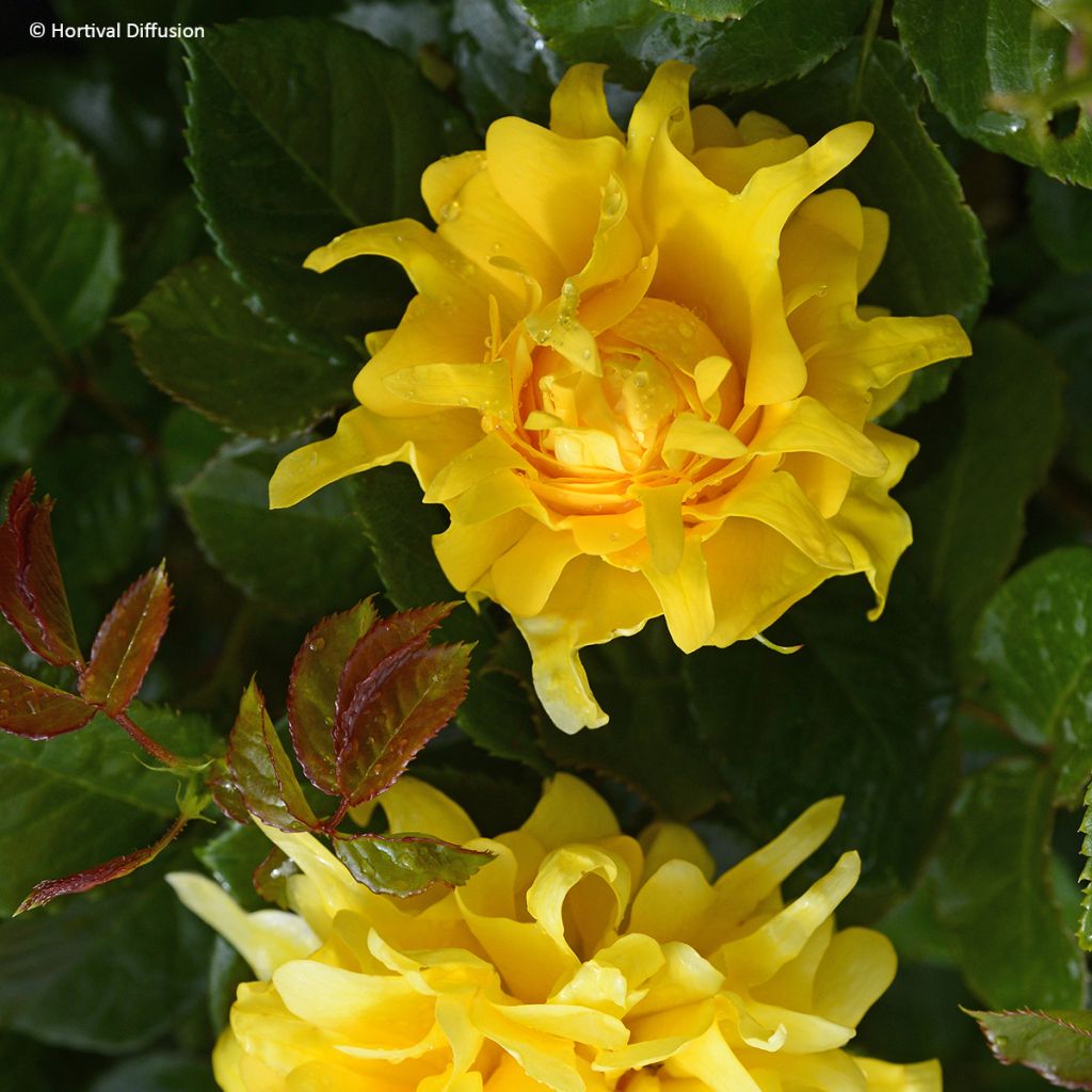 Rosa Golden Lady Ruffles - floribunda rose