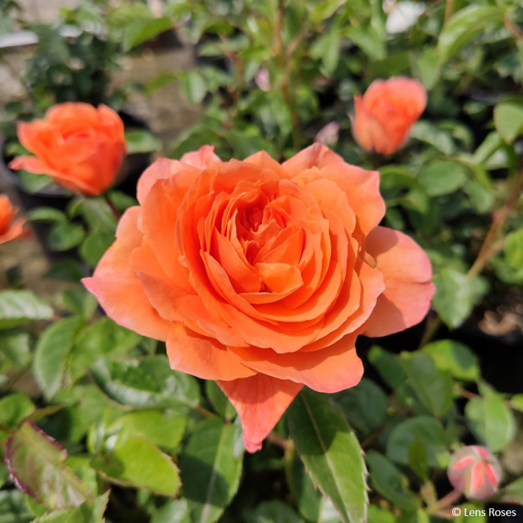 Rosa x floribunda 'Marc's Jubilee' - Shrub Rose