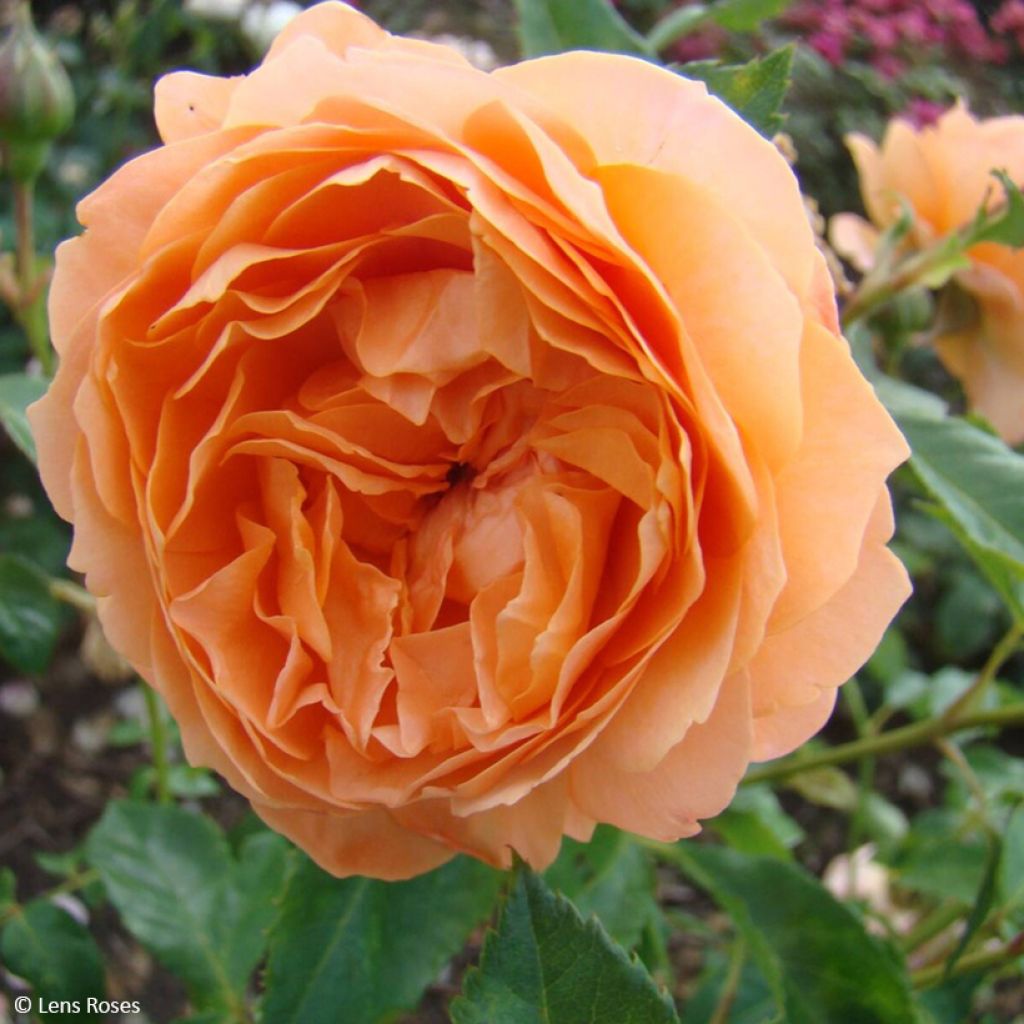 Rosa x floribunda 'Marc's Jubilee' - Shrub Rose