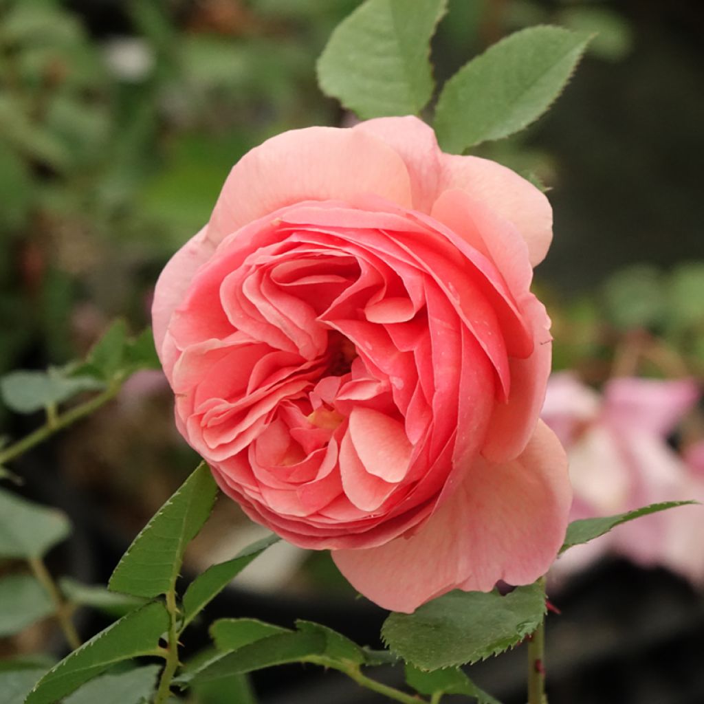 Rosa x floribunda Park Abbey Rose - Floribunda Rose
