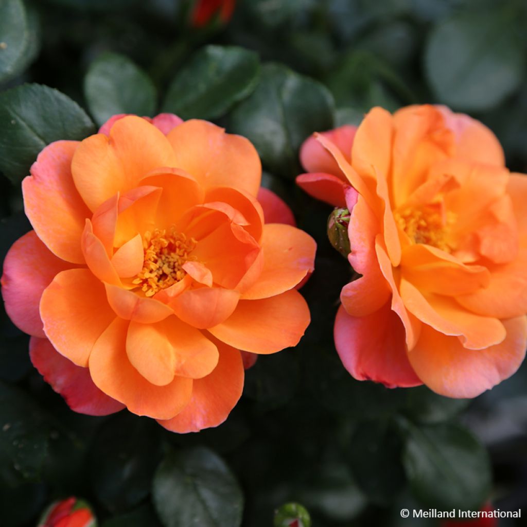 Rosa Sugar Candy Rose - Floribunda Rose