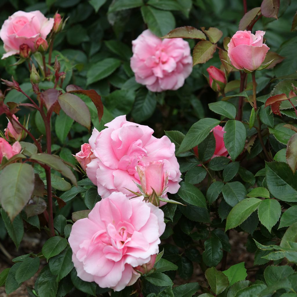 Rosa x floribunda Ville de Saumur - Floribunda Rose