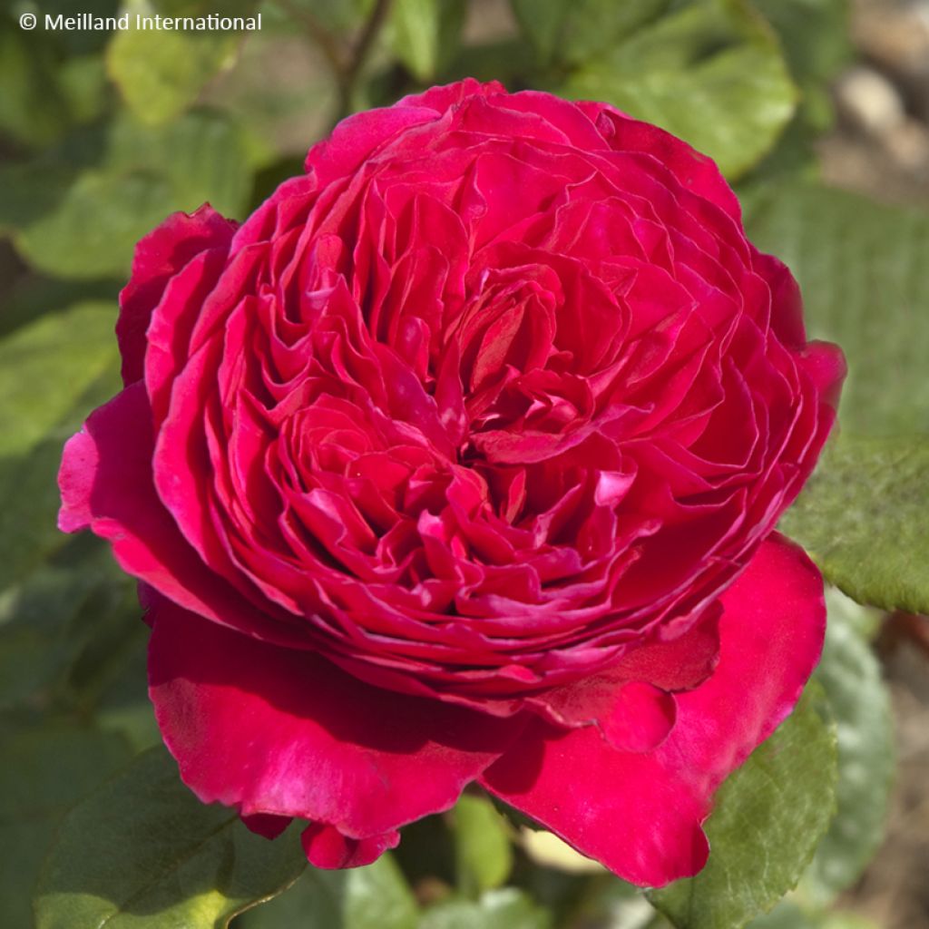 Rosa 'Meikarouz' ALAIN SOUCHON® - Rosier Alain Souchon, Rosier Father's Love, Rosier Caruso