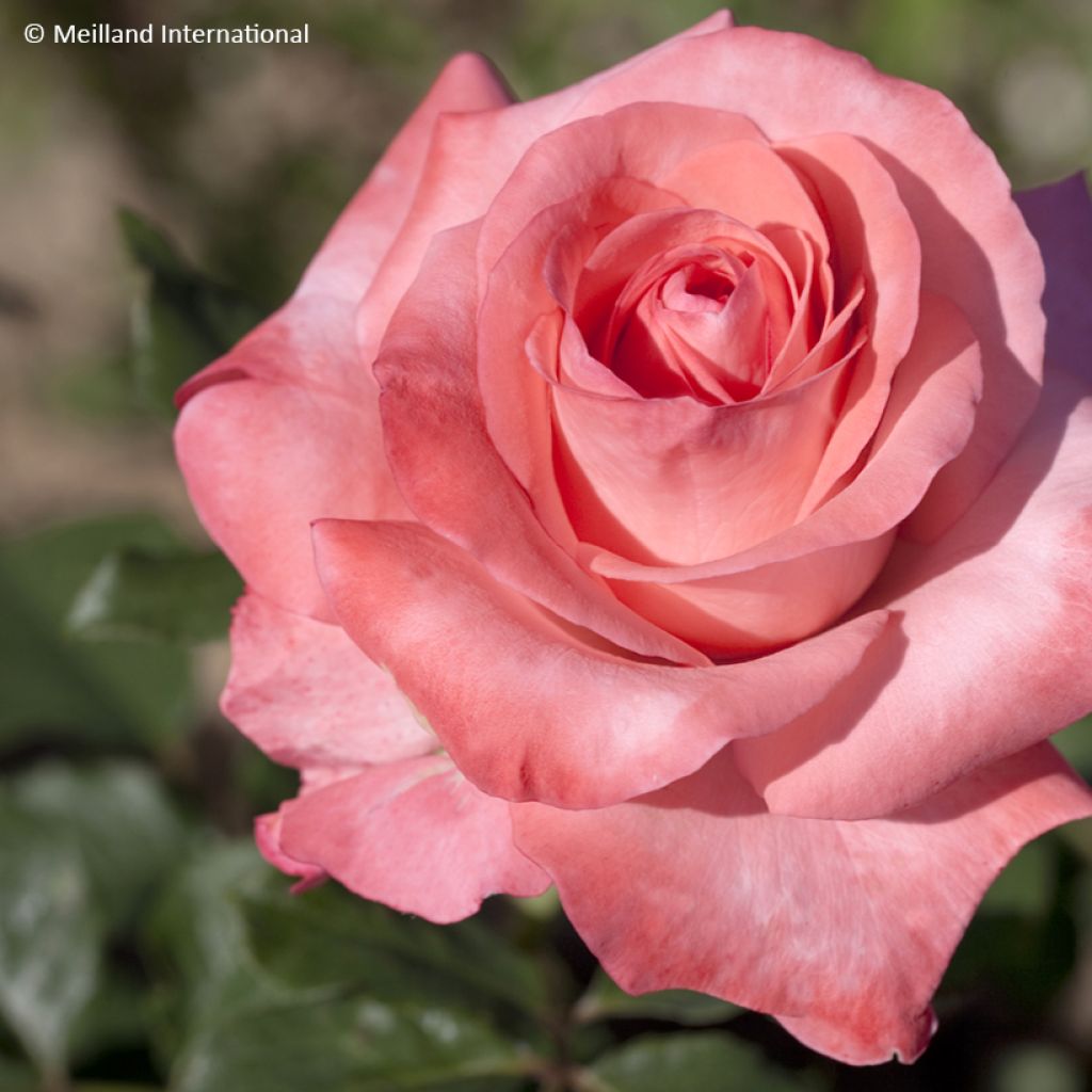 Rosa 'Meihylvol' ARTHUR RIMBAUD® - Rosier Arthur Rimbaud, Rosier Brief Encounter