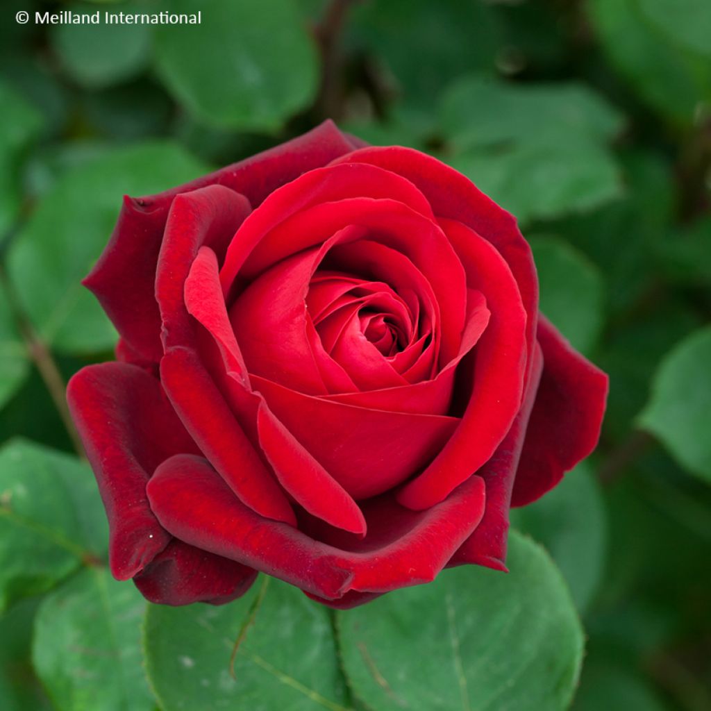 Rosa 'Meiramboys' EDITH PIAF® - Rosier Edith piaf, Rosier St. John, Rosier Framboise