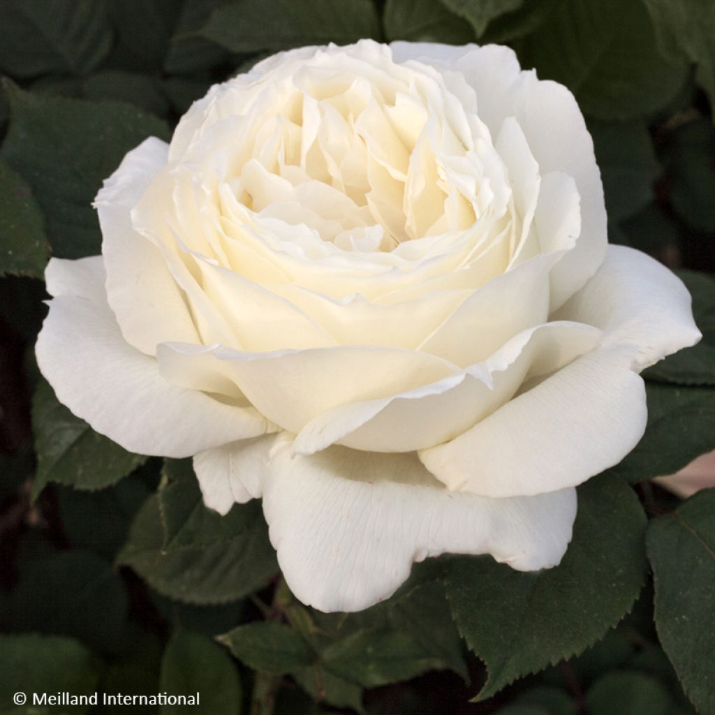 Rosa 'Meidiaphaz' JEANNE MOREAU® - Rosier Jeanne Moreau, Rosier National Pride, Rosier The Diamond Wedding Rose