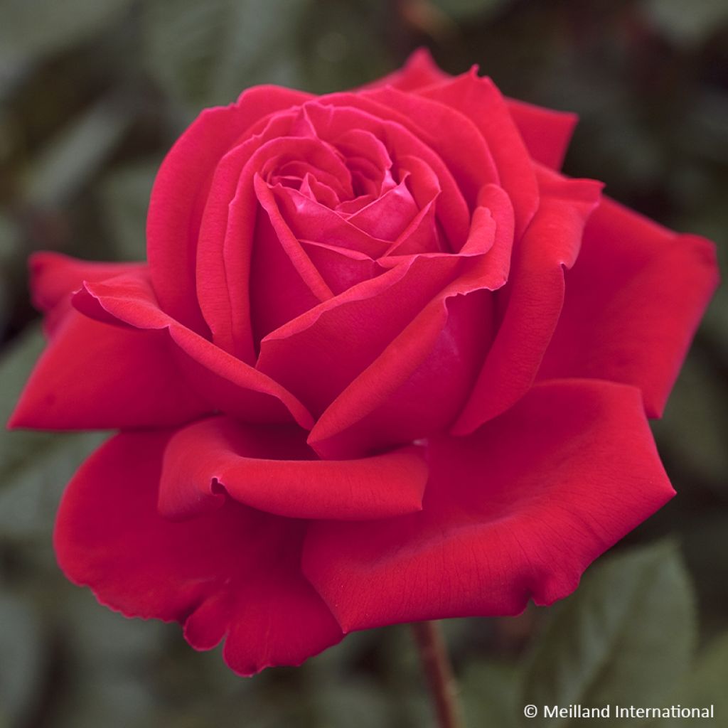 Rosa 'Meilitchy' MARYLOU® - Rosier Marylou