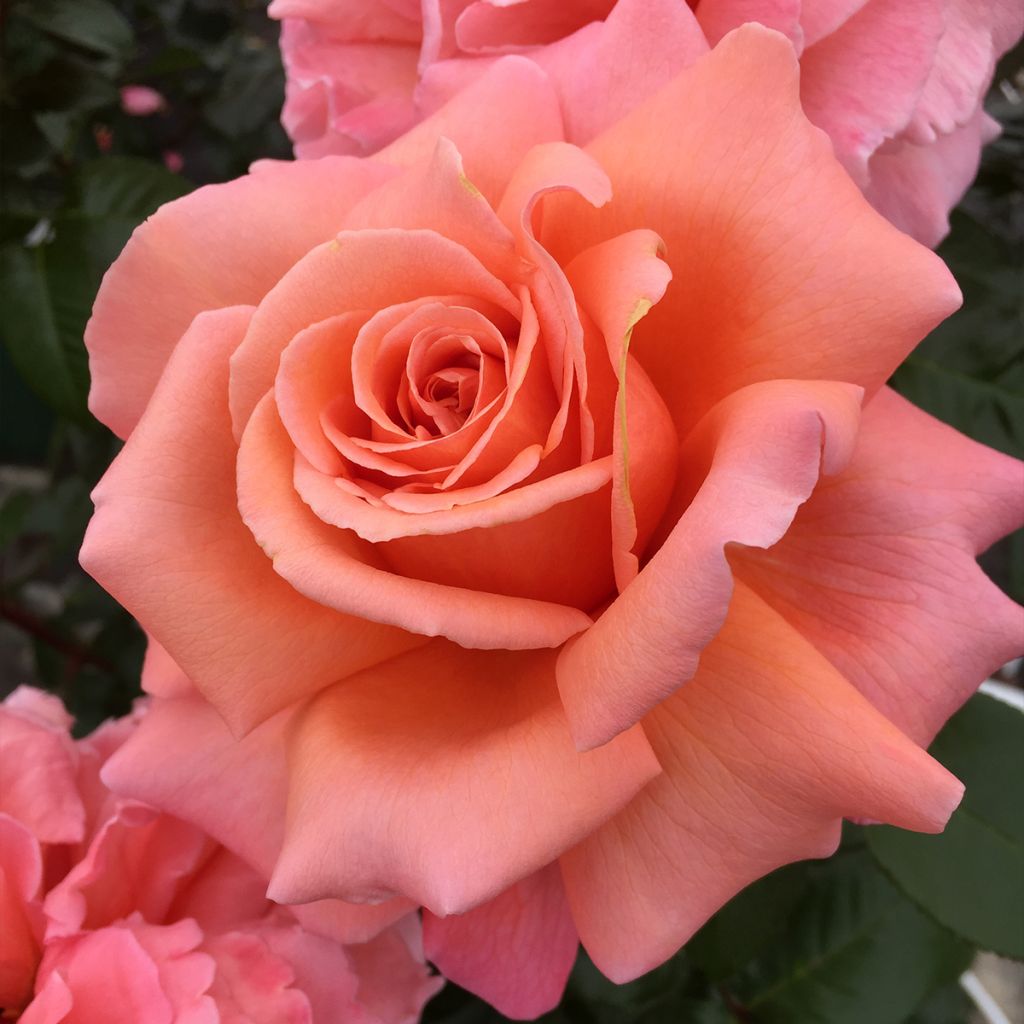 Rosier à grandes fleurs Parfum de Loire (Pinecial)