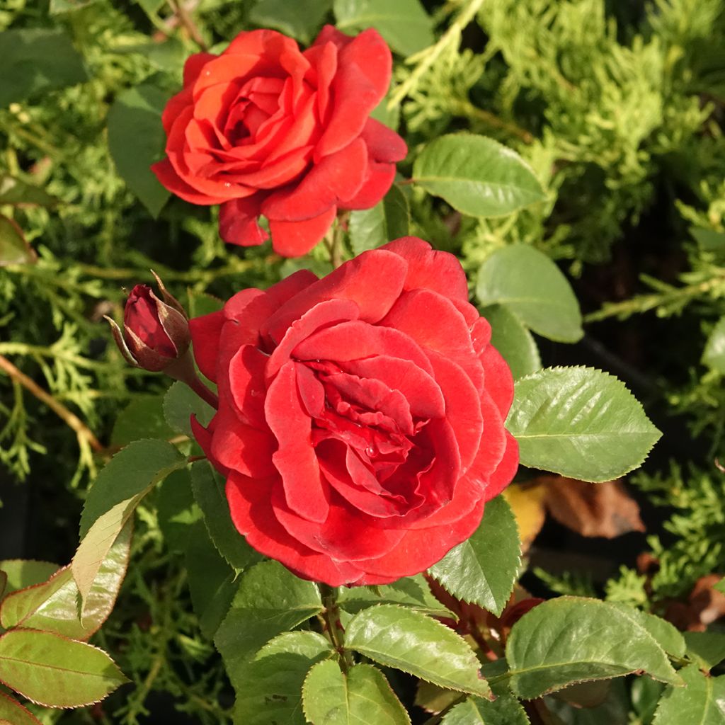 Rosa Terra Botanica 