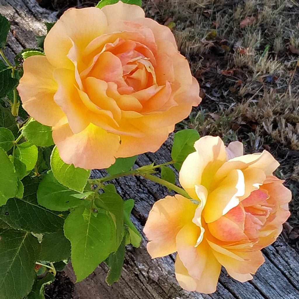 Rosa Yellowstone 