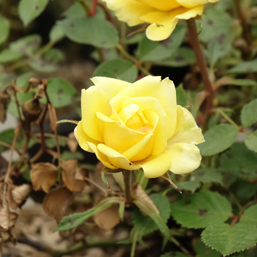 Rosa x floribunda Picnic