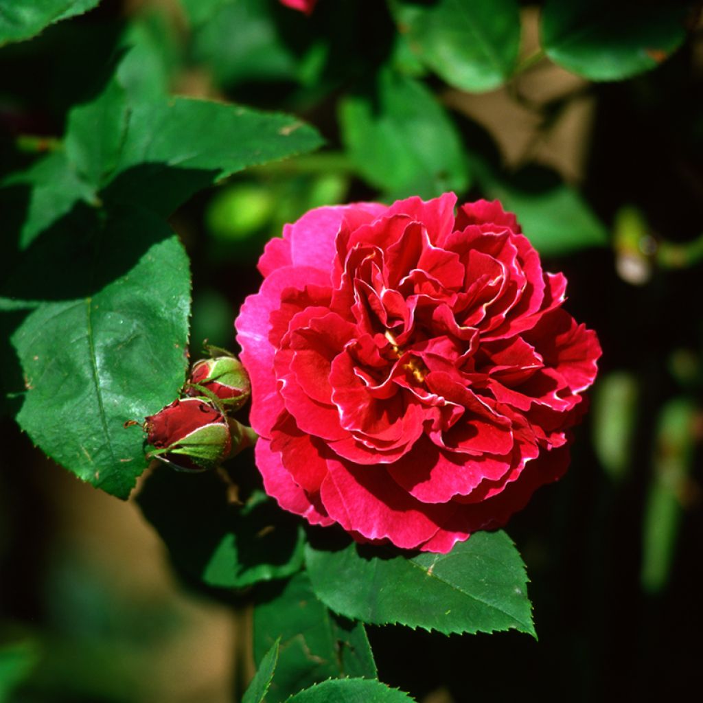 Rosa Baron Girod de l'Ain
