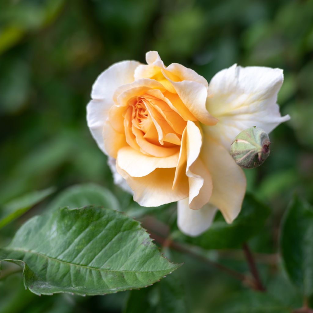 Rosa moschata Buff Beauty - Musk Rose