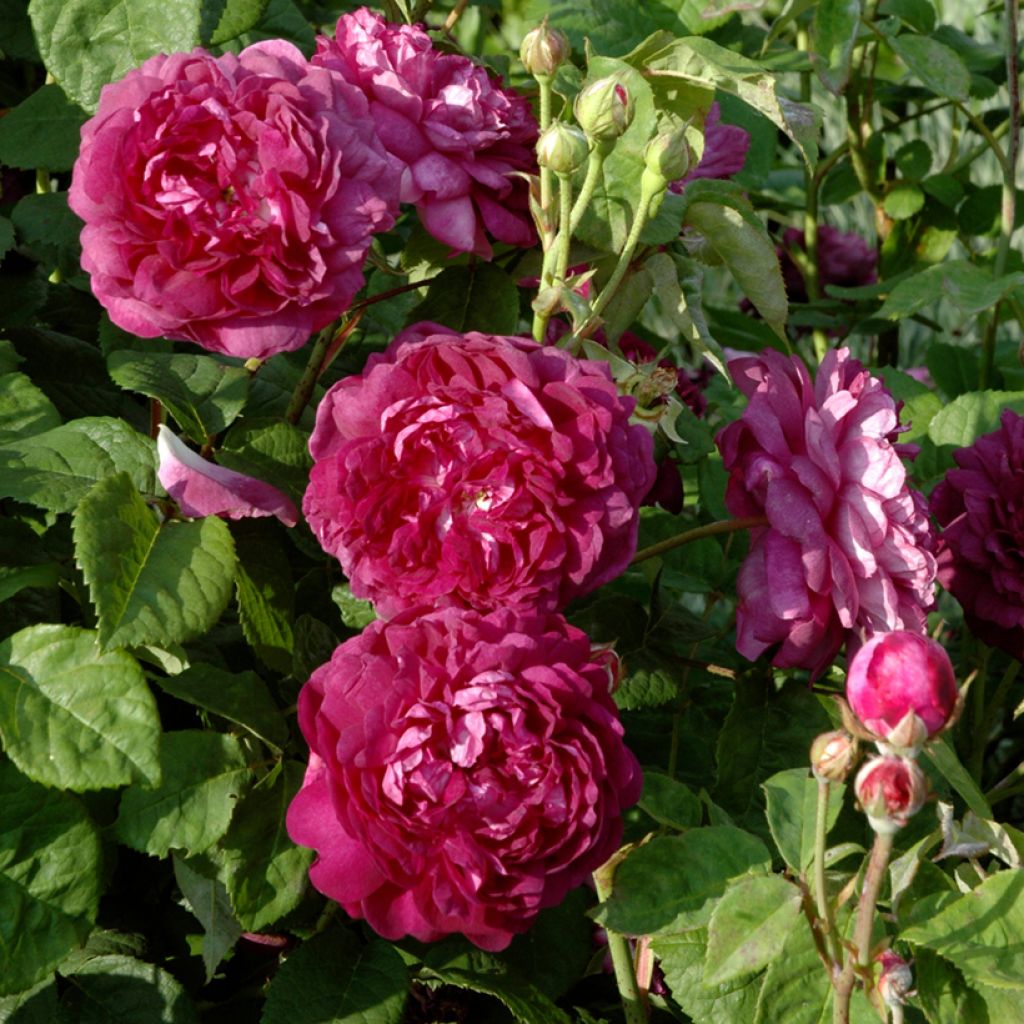 Rosa gallica Cardinal de Richelieu - Old Gallic Rose