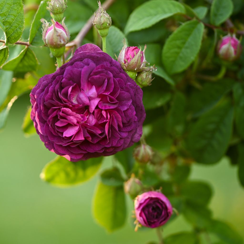 Rosa gallica Cardinal de Richelieu - Old Gallic Rose