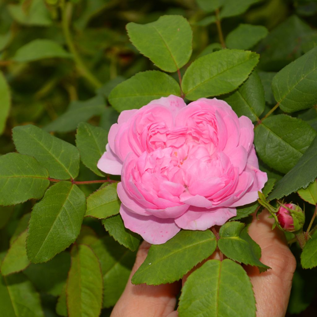 Rosa Comte de Chambord - Portland Rose