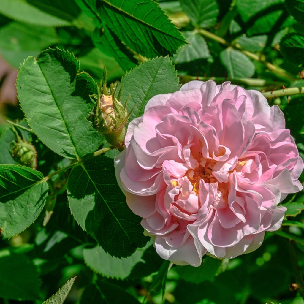 Rosa alba Great Maidens Blush