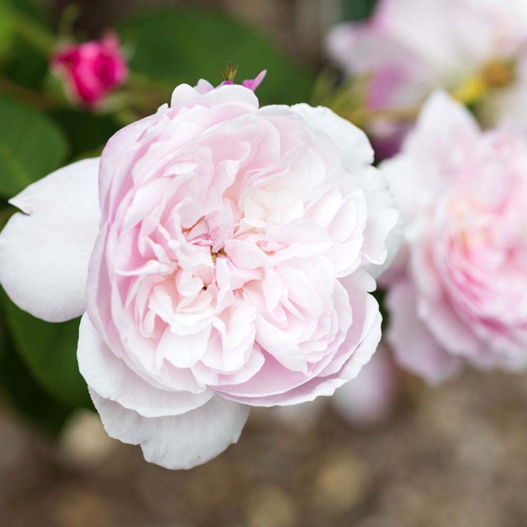 Rosa centifolia Fantin Latour - Cabbage Rose