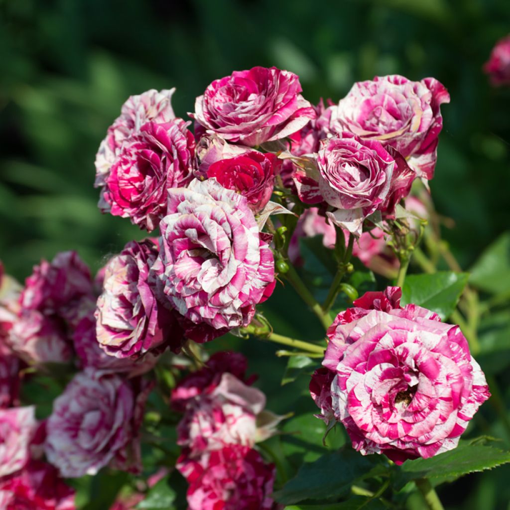Rosa Ferdinand Pichard
