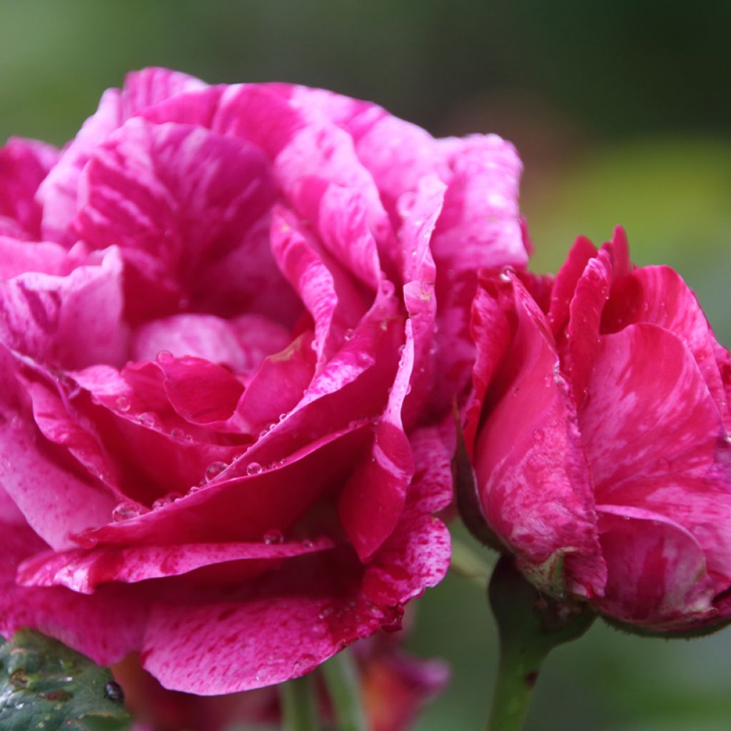 Rosa Ferdinand Pichard