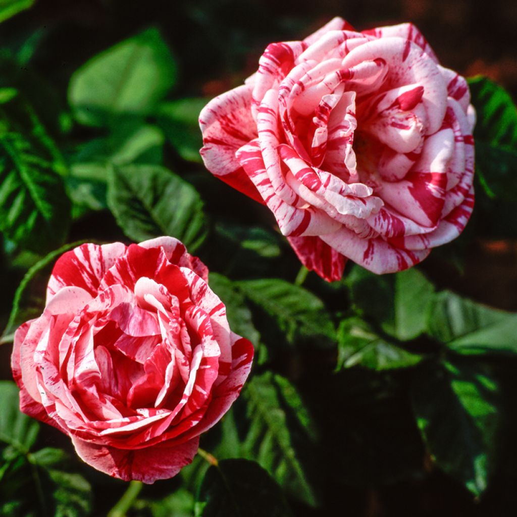 Rosa Ferdinand Pichard