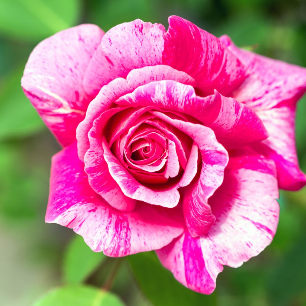 Rosa Ferdinand Pichard