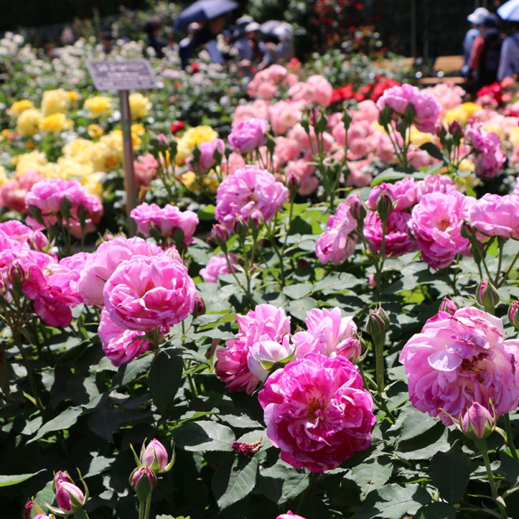 Rosa Honorine de Brabant - Bourbon Rose