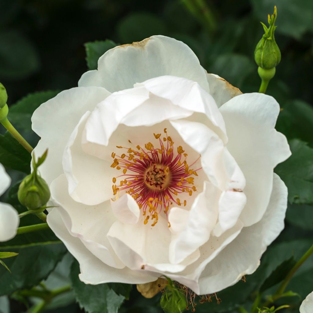 Rosa Jacqueline du Pré - Hybrid Tea