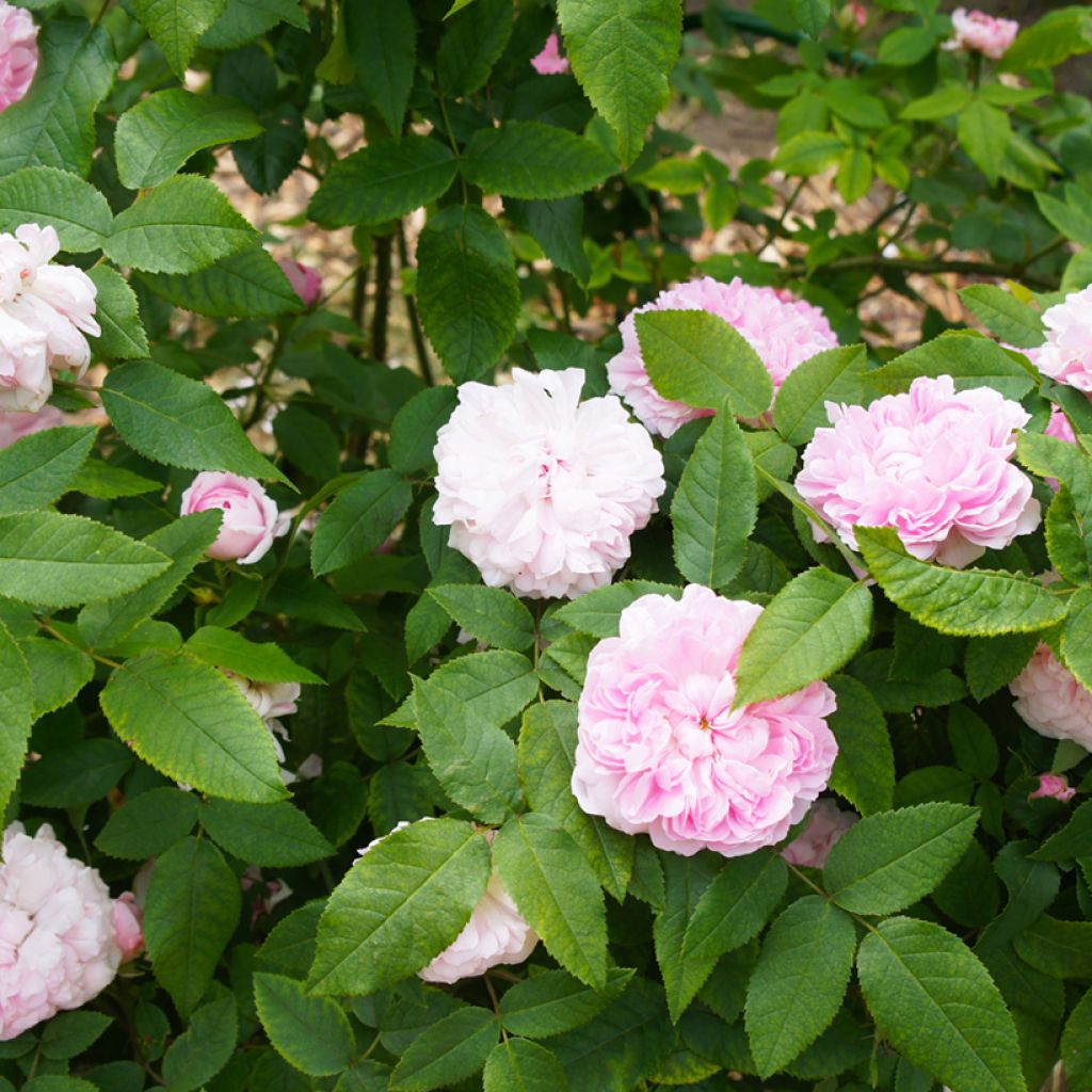 Rosa Jacques Cartier - Portland Rose