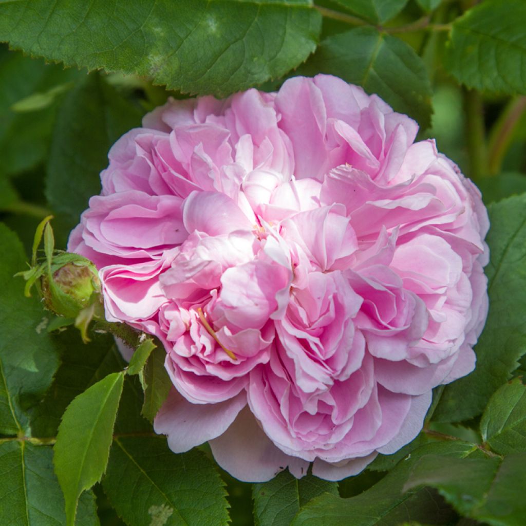 Rosa Jacques Cartier - Portland Rose