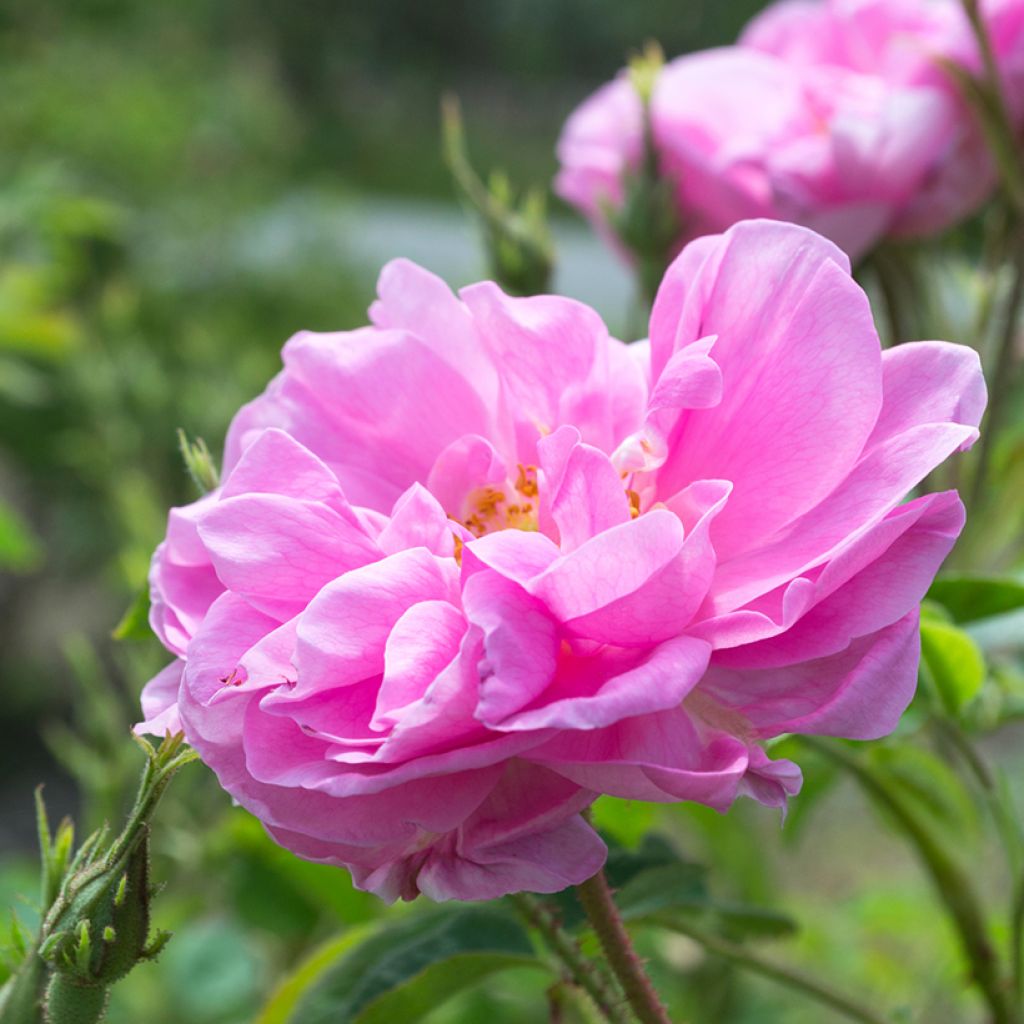 Rosa damascena Trigintipetala - Damask Rose