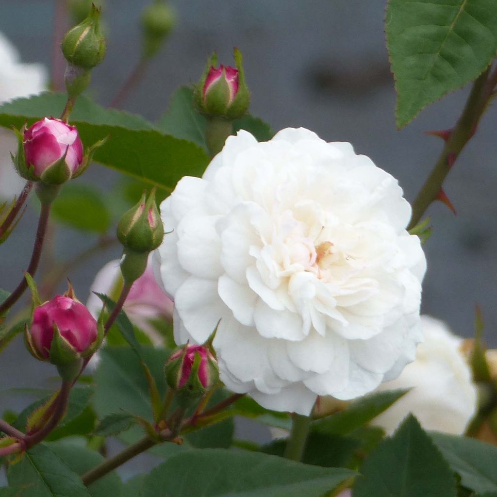 Rosa (x) sempervirens (polyantha) Little White Pet (White Pet)